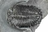 Detailed Hollardops Trilobite Fossil - Ofaten, Morocco #346540-1